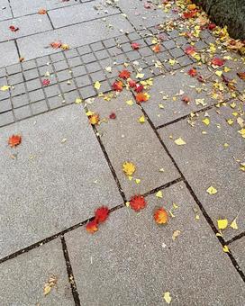 紅葉 札幌 中島公園3 落ち葉,紅葉,風景の写真素材