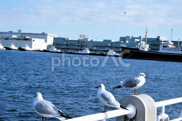 横浜港のカモメ ゆりかもめ,山下埠頭,港の写真素材