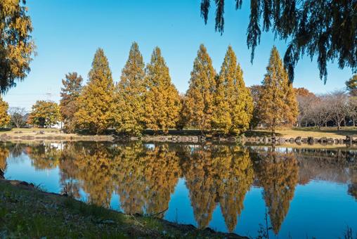 鯉の池の水面に映るメタセコイヤ メタセコイヤ,木,リフレクションの写真素材