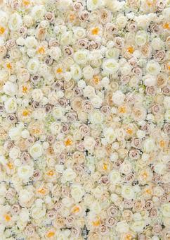 花壁　アイボリー フラワーウォール,背景,薔薇の写真素材