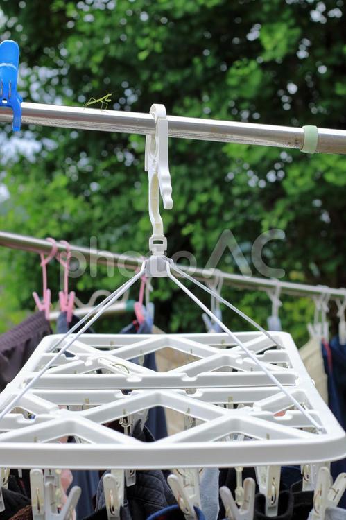 カマキリのいる風景 カマキリ,虫,昆虫の写真素材