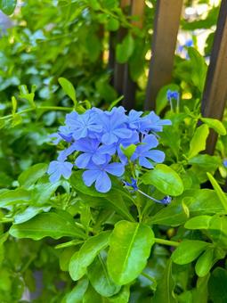 庭のルリマツリ 庭のルリマツリ ルリマツリ,花,ブルーの写真素材