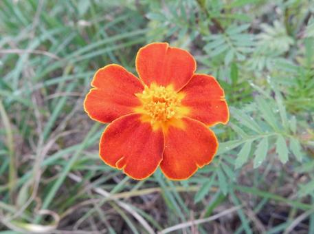 【花の写真】マリーゴールド 【花の写真】マリーゴールドの写真