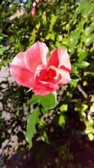 薔薇 薔薇 薔薇,バラ,自然の写真素材