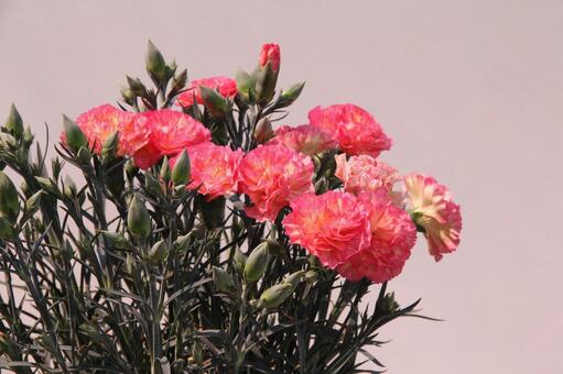 カーネーションの咲く風景 カーネーション,花,さわやかの写真素材
