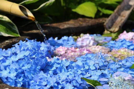 紫陽花 紫陽花の写真