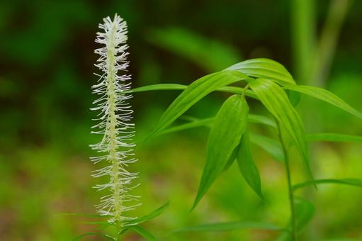 Photo, shield saw, white thread grass, white flower, 