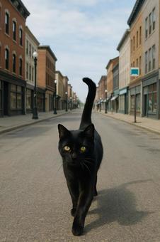 通りを歩く黒猫の写真