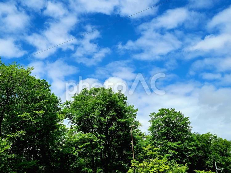木々と青空　新緑　雲　クラウド 木,樹木,青空の写真素材