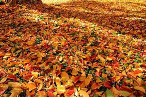 紅葉(落ち葉) 紅葉(落ち葉)の写真