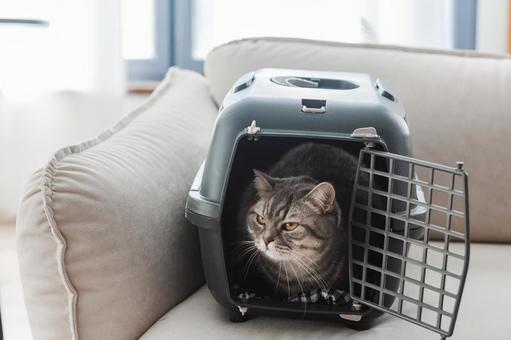 窓辺でゲージから見つめる猫 窓辺でゲージから見つめる猫 猫,見つめる,ブリティッシュショートヘアの写真素材