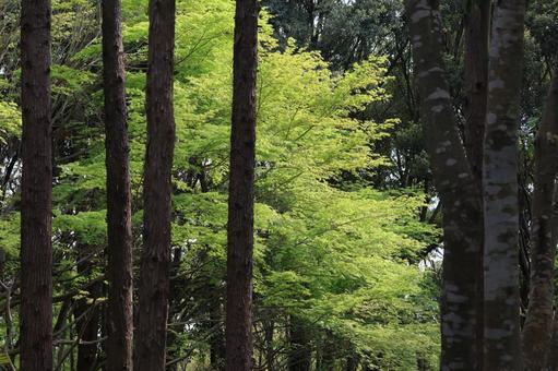 イロハモミジ イロハモミジ イロハモミジ,木漏れ日,陽射しの写真素材