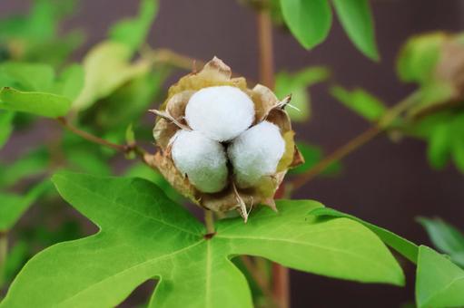 綿９（綿毛） 綿,植物,屋外の写真素材