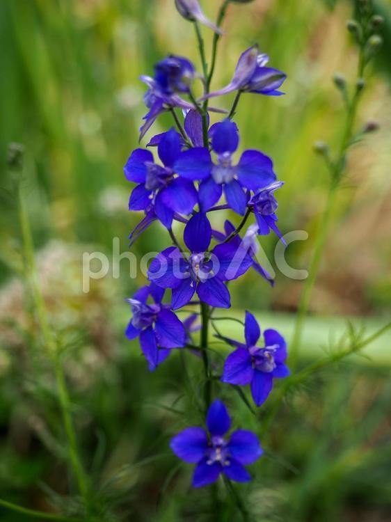 デルフィニウムのある風景 デルフィニウム,草花,花の写真素材