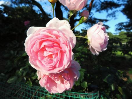 ひたち海浜公園の秋バラ ひたち海浜公園の秋バラ 秋バラ,薔薇,花の写真素材