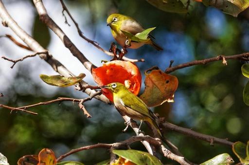 柿次郎参上2 動物,生き物,癒しの写真素材