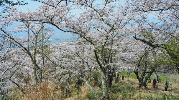 桜 桜の写真