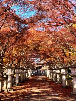 秋色の回廊 秋色の回廊の写真