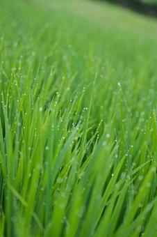 Photo, rice, to the dew, drop, 