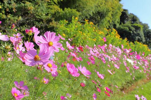 コスモス　花 花,コスモス,秋桜の写真素材