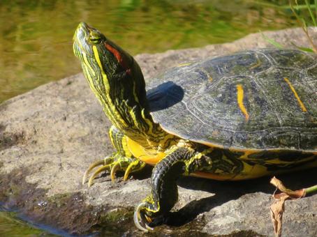 ミシシッピアカミミガメ　アップ 亀,ミシシッピアカミミガメ,カメの写真素材