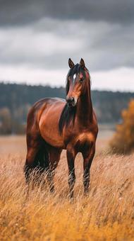 夕暮れの野原に佇む褐色の馬の写真