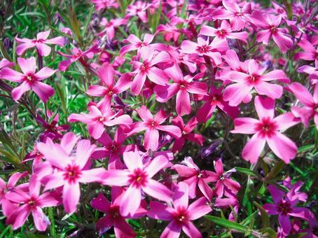 ピンクの芝桜 ピンクの芝桜の写真
