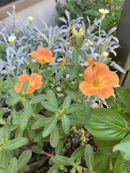 ポーチュラカ ポーチュラカ,花,オレンジ色の花の写真素材