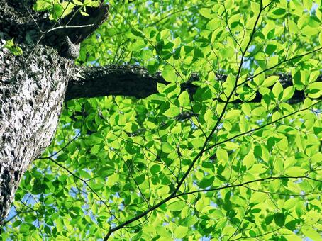 新緑の森 [改変版] 新緑,若葉,葉っぱの写真素材