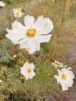 公園のコスモス 花,公園,コスモスの写真素材