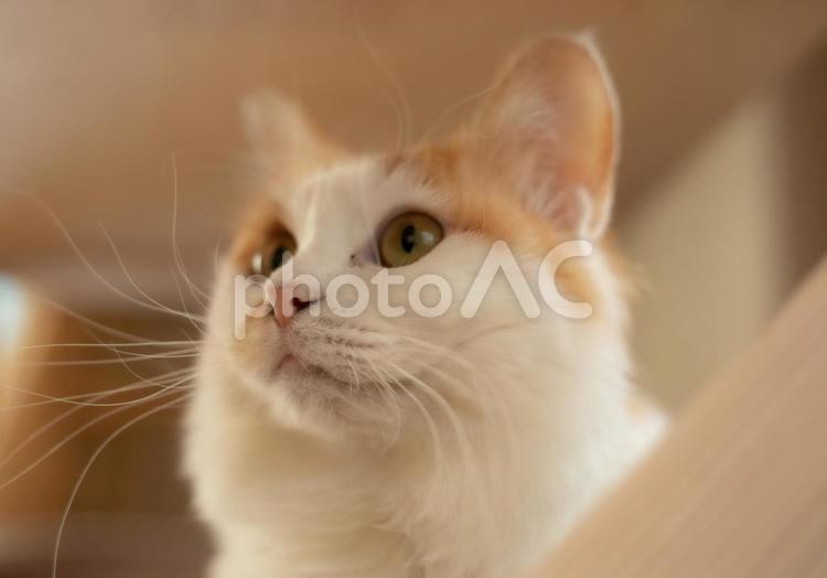 うちのミコちゃん③ ねこ,かわいい,茶トラの写真素材