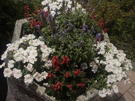 Photo, flower bed, gardening, flower, 