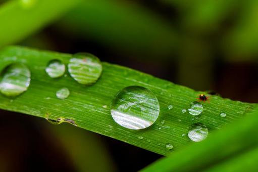Droplets on bamboo and mites, JPG Droplets on bamboo and mites, JPG
