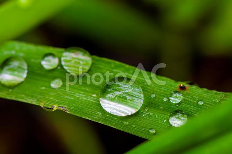 笹の雫とダニ 笹,雫,雨粒の写真素材