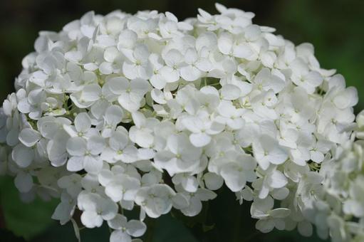 アジサイ アジサイ,装飾花,白の写真素材