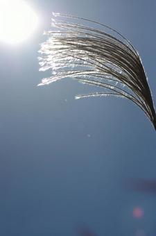 ススキ ススキ,平城宮跡,旅行の写真素材