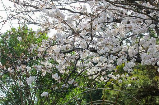 散歩道の満開の桜 散歩道の満開の桜の写真