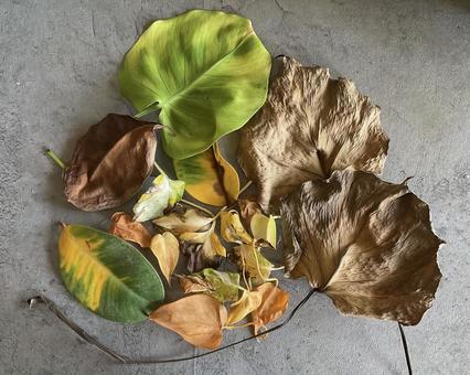 葉っぱ 枯葉,観葉植物,グリーンの写真素材