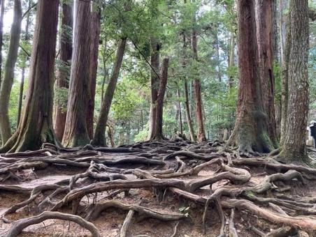 千年を繋ぐ根と幹の聖域の写真
