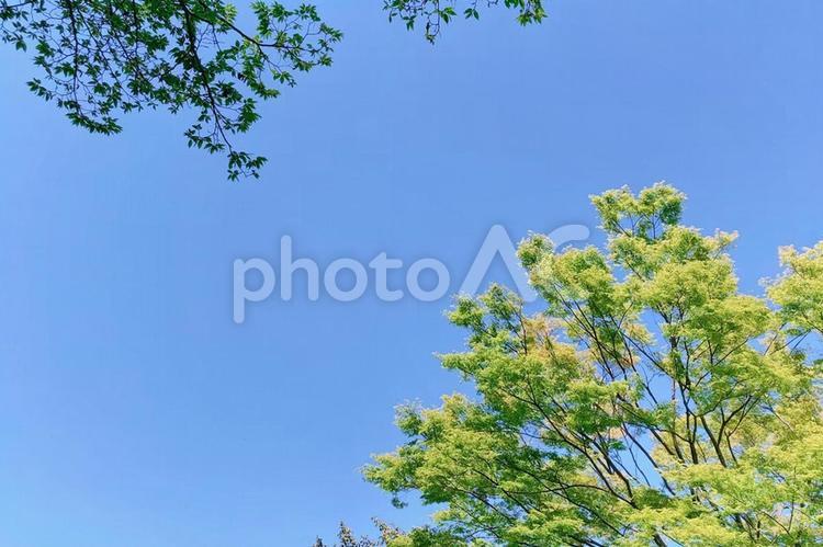 環境や自然のイメージ 自然,エコ,環境の写真素材