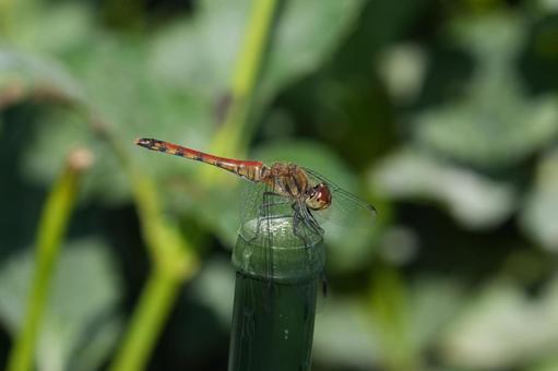 トンボ（アキアカネ）の写真