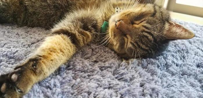 キジトラ_猫_リラックス キジトラ_猫_リラックスの写真