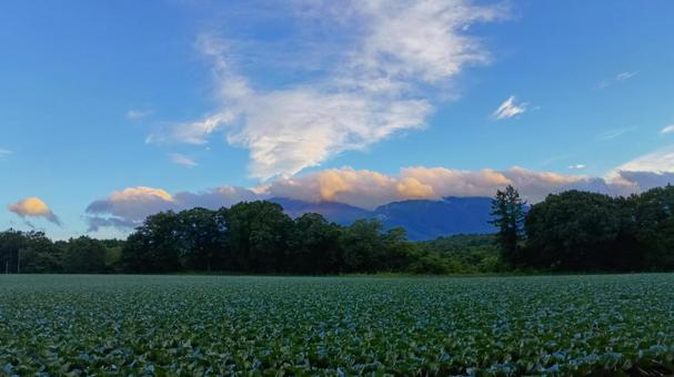 嬬恋村 キャベツ畑2 嬬恋村 キャベツ畑2 嬬恋村,キャベツ畑,畑の写真素材