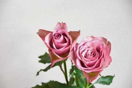 紫のばらの写真