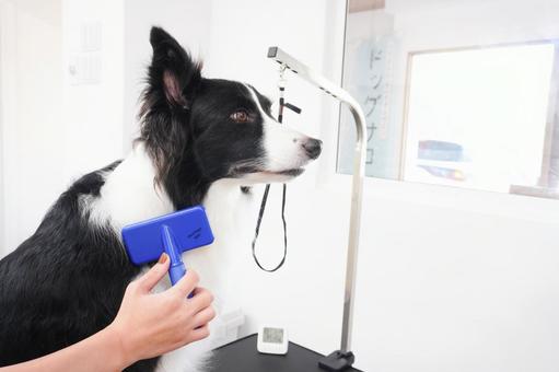 トリミング ドッグバス,トリミング,トリマーの写真素材