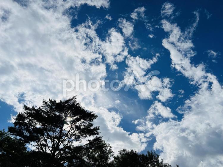 青空に映える松の木と美しい雲の風景 青空,松,松の木の写真素材