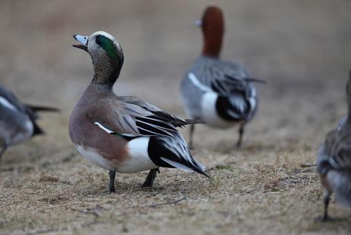 アメリカヒドリの写真
