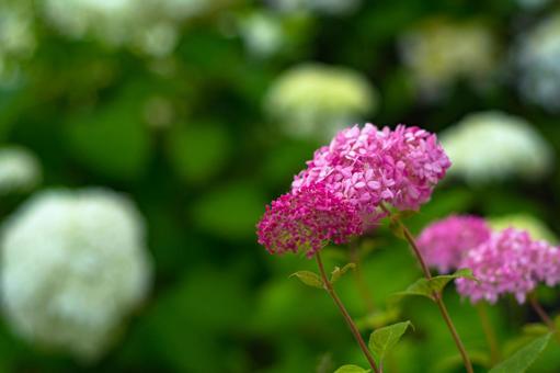 紫陽花 紫陽花の写真