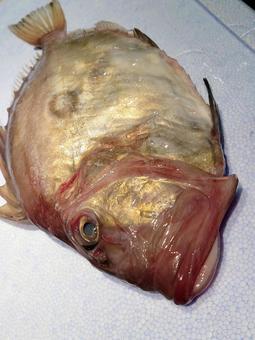 マトウダイ　② 魚,鮮魚,魚屋の写真素材