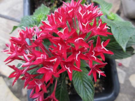 Red Pentas 001, JPG Red Pentas 001, JPG